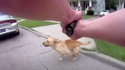 yellow lab running and cop holding up gun