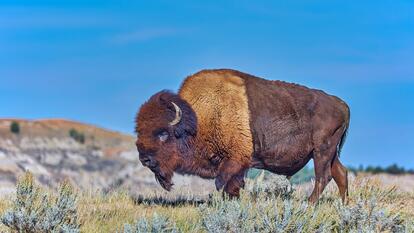 Bison roaming the badland prairie of Theodore Roosevelt National Park, North Dakota