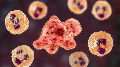 Naegleria amoeba in cerebrospinal fluid, illustration