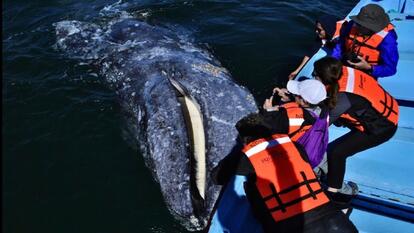 Gray Whale Seeks Help