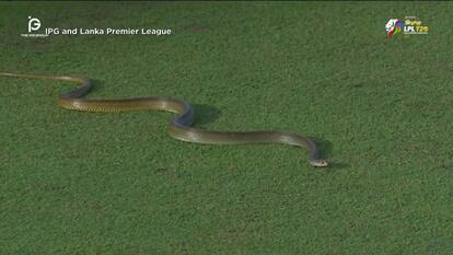 IPG and Lanka Premier League