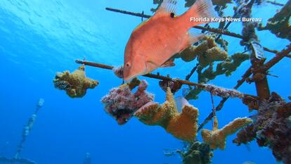 Florida Keys News Bureau