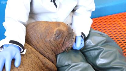 Alaska SeaLife Center