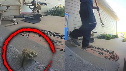 FedEx Driver Saves Family From Rattlesnake During Delivery