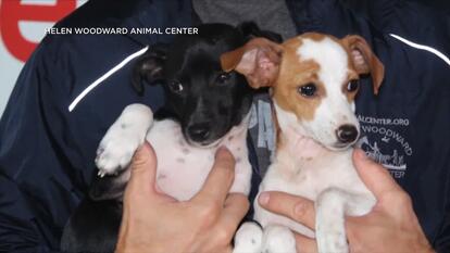 helen woodward animal center