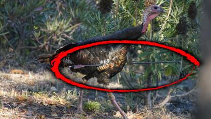 Turkey Shot in the Chest With 30-Inch Arrow