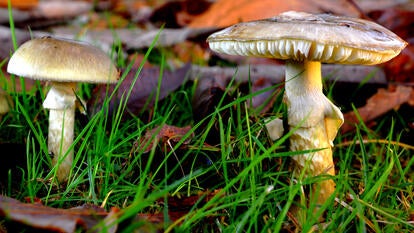 Death Cap Mushrooms