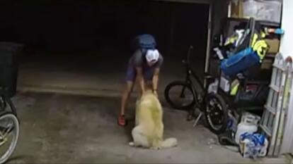 man petting golden retriever