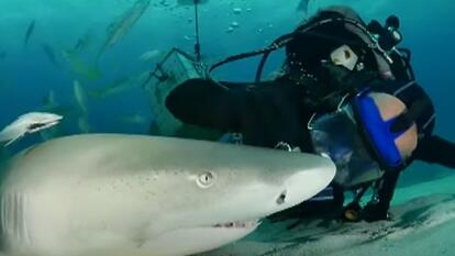 Jim in diving gear underwater petting Emma the tiger shark