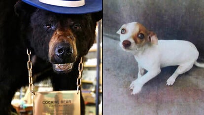 KCBS/Kentucky for Kentucky Fun Mall