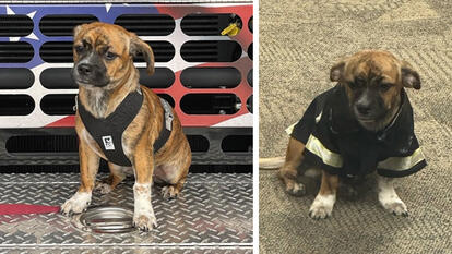 Fire Department Adopts Dog After Rescuing Him From Hot Car