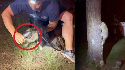 Strong Island Animal Rescue