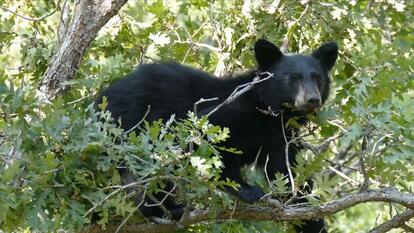 A black bear in the forest.