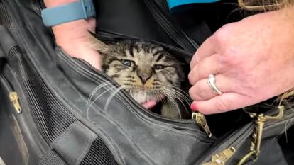 Butters the cat poking his head out of his carrier