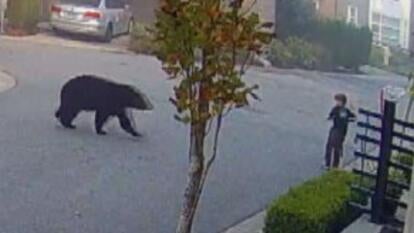 Bear walking towards kid on scooter