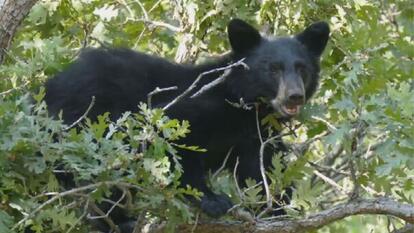 Black bear in tree