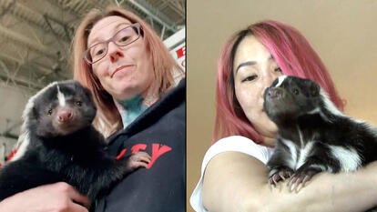 These are our favorite stories about skunks