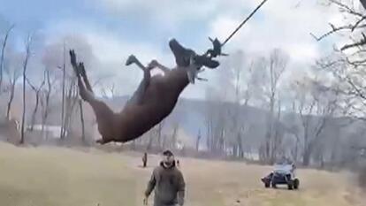 Deer Caught On Rope