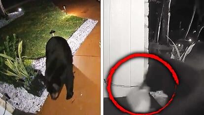 Bear steals food delivery.