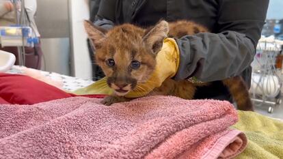 An orphaned mountain lion cub is in the care of California’s Oakland Zoo.