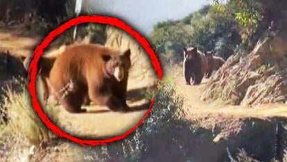 Bear captured on camera.