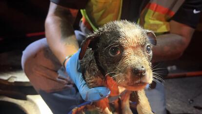 “Puppy after getting rescued from a sewer drain”