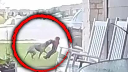 2-year-old attacked by dog in a red circle