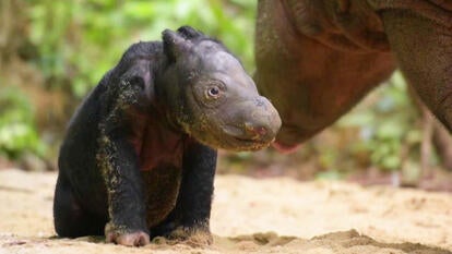 Sumatran rhino calf