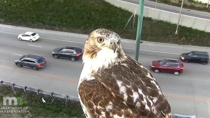 Hawk Caught on Camera