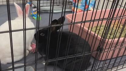 Missing Small Animals