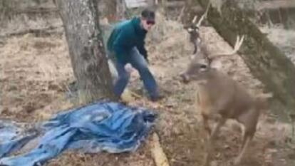 Deer trapped in rope swing