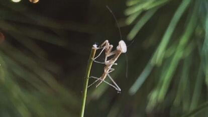 Praying Mantis on Christmas tree needle