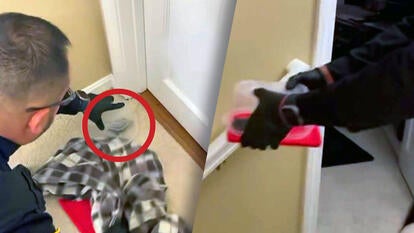 bat inside tupperware