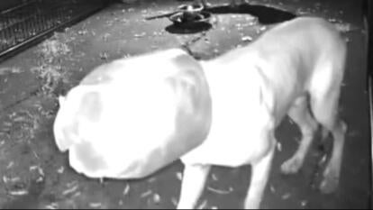 Dog with jug on its head