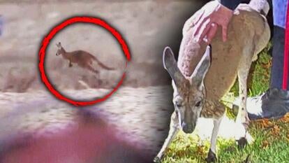 Cop Gets Punched in Face