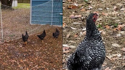 chickens frozen in place