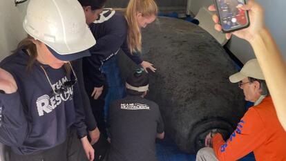 Manatees Released From Cramped Tank 