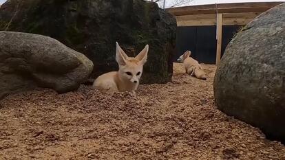 Two Fennec foxes, the world’s tiniest fox, have been moved to the UK to increase conservation efforts.