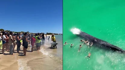 A whale in distress was touched by beachgoers in Australia before dying in the ocean.