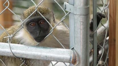 A group of vervet monkeys living in Florida are descendants of monkeys that escaped from a lab over 80 years ago.