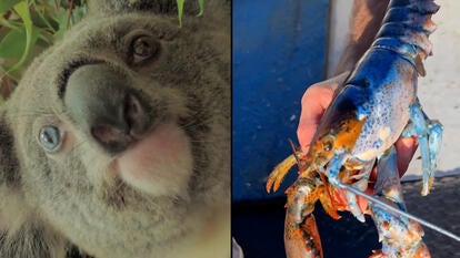 Creatures Named After David Bowie