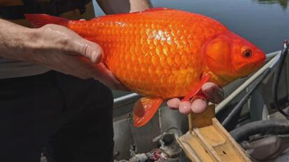 Giant Goldfish