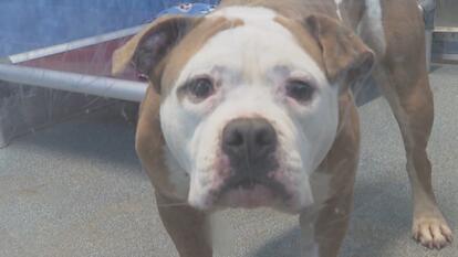 Animal shelters are full, as over 654,000 pets were relinquished in 2023.