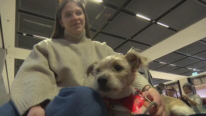 Therapy dogs are stationed in Berlin Airport to help calm the stress of holiday travelers.