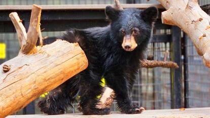 Buddy, a mystery 15-pound bear cub was found in Arizona.