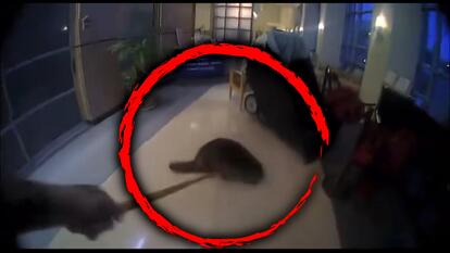 A large beaver was removed from the lobby St. Francis Hospital in Tennessee by the Bartlett Police Department.