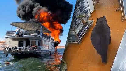 People jumping into the water off of a houseboat engulfed in flames / A bear strolling through a restaurant kitchen
