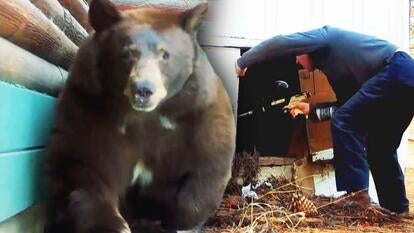 Black bear/Man with paintball gun