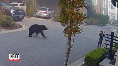 Bear crossing street