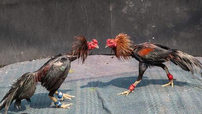 Alabama Cockfighting Ring